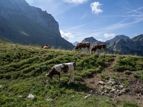 Vaches d'Abondance