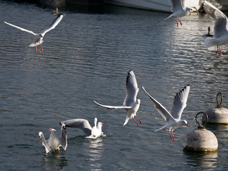 Évian, Lac Léman