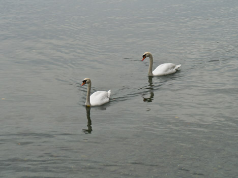 Tougues - Chens-sur-Léman