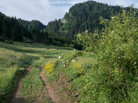 À travers l'alpage de Très-le-Mont