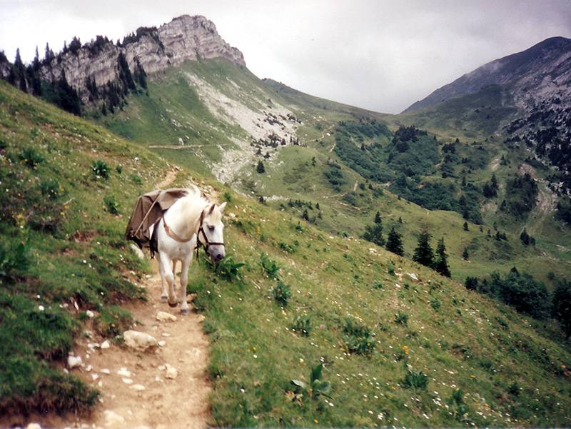 Jument de bât sur le sentier des vallons de la Grande Sure