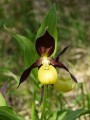 Sabot de Vénus Cypripedium calceolus L.