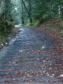 Chemin de bois de la Fontaine Claire