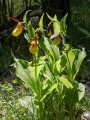 Sabots de Vénus, Cypripedium calceolus