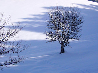 Arbre dans la neige