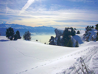 Traces de chamois