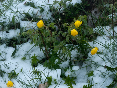 Neige de printemps