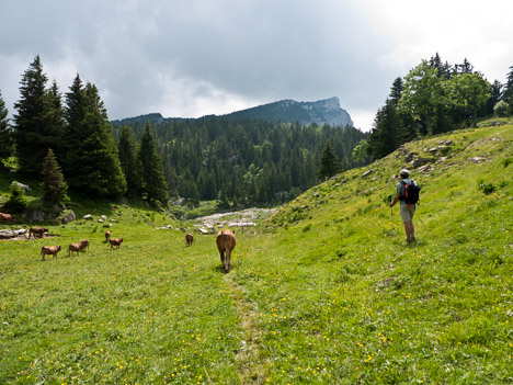 Les vaches de race tarine de la Cabane de l'Alpette