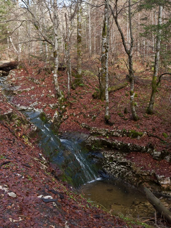 Ruisseau de la Petite Vache