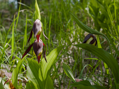 Sabot de vénus, Cypripedium calceolus L.