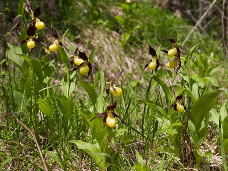 Sabots de vénus, Cypripedium calceolus L.