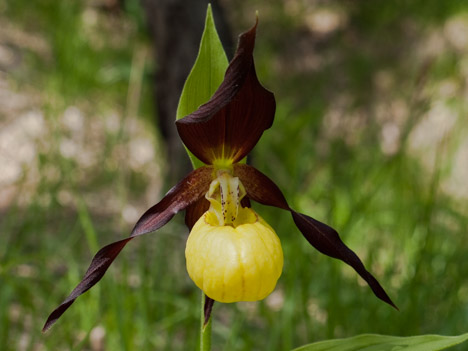 Fleur du Sabot de vénus, Cypripedium calceolus L.