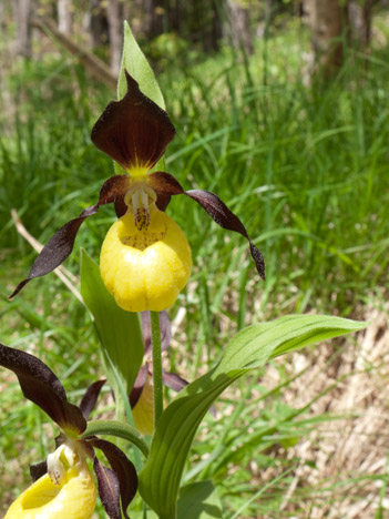 Sabot de Vénus Cypripedium calceolus L.