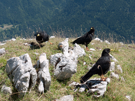 Pyrrhocorax graculus - chocards à bec jaune