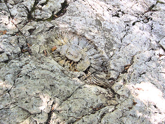 Ammonite des Granges de Joigny