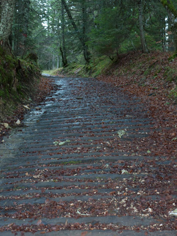 Chemin de bois de la Fontaine Claire