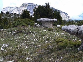 Champignon de roche sous le sommet du Pinet