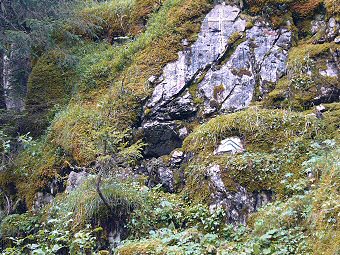 Le Petit Curtil, Chartreuse