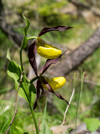 Sabots de Vénus, Cypripedium calceolus