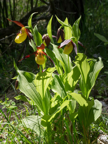 Sabots de Vénus, Cypripedium calceolus