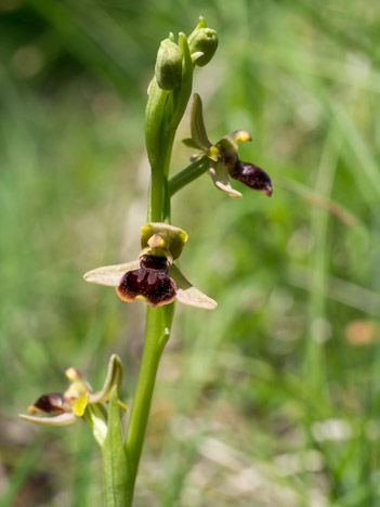 Ophrys araignée, Ophrys aranifera