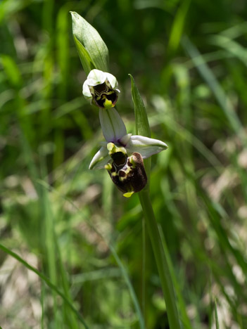 Ophrys bourdon, Ophrys fuciflora