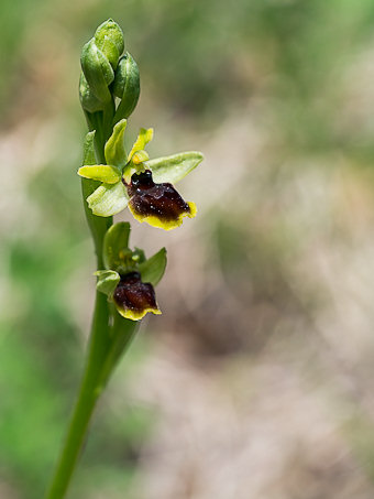 Ophrys petite araignée, Ophrys araneola