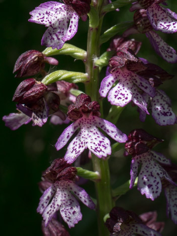 Orchis pourpre, Orchis purpurea