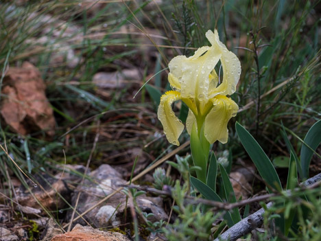Iris lutescens jaune