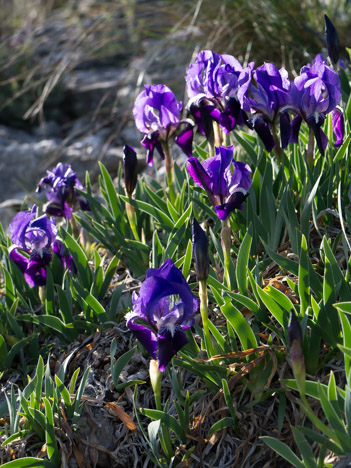 Iris nain mauve, Iridacées