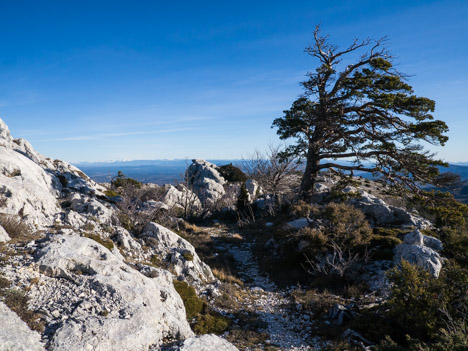 Crête orientale de la Sainte-Baume