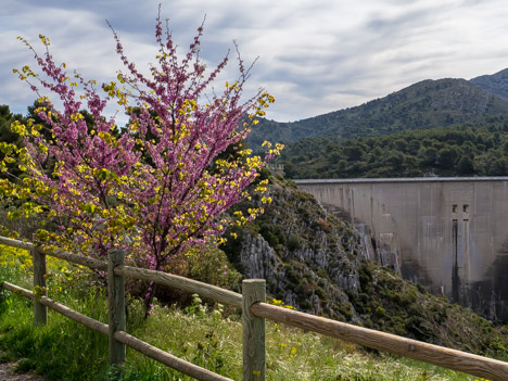 Barrage du Bimont, arbre de Judée en fleurs