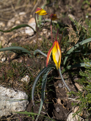 Tulipa clusiana, Tulipe de l'Écluse