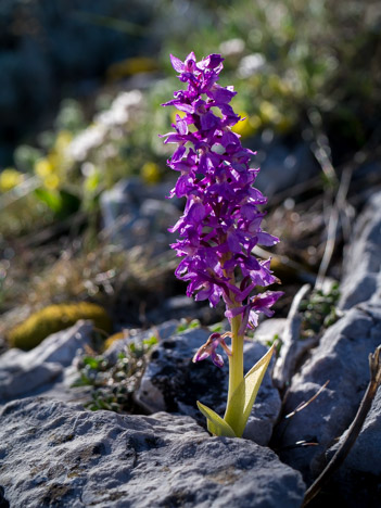 Orchis mâle, Orchis mascula