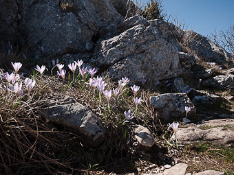 Crocus, Sainte-Victoire