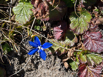 Gentiane des neiges – Gentiana nivalis L. – Famille des Gentianacées