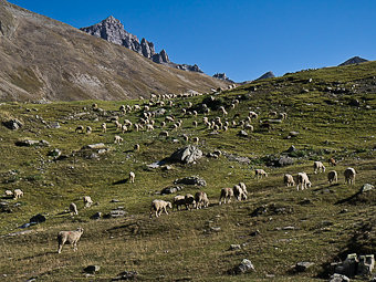 Troupeau de moutons à la Lauzette
