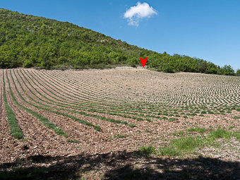 Champ de lavande