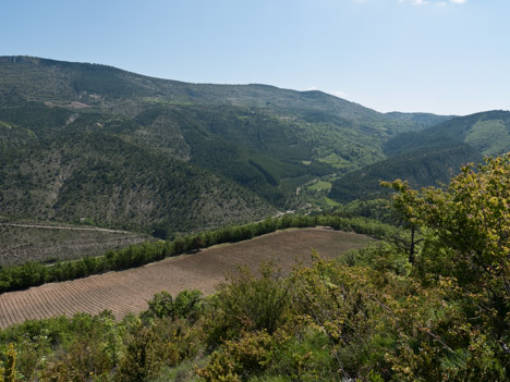 Champ de lavande