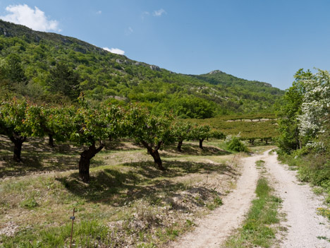 Les vergers de Saint-Siffrein