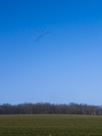 Vol de grues cendrées au-dessus des Grands Champs, Druyes-les-Belles-Fontaines