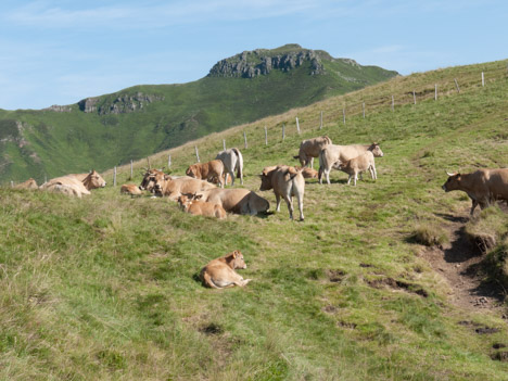 Vaches de race Aubrac devant le Puy de Peyre Arse