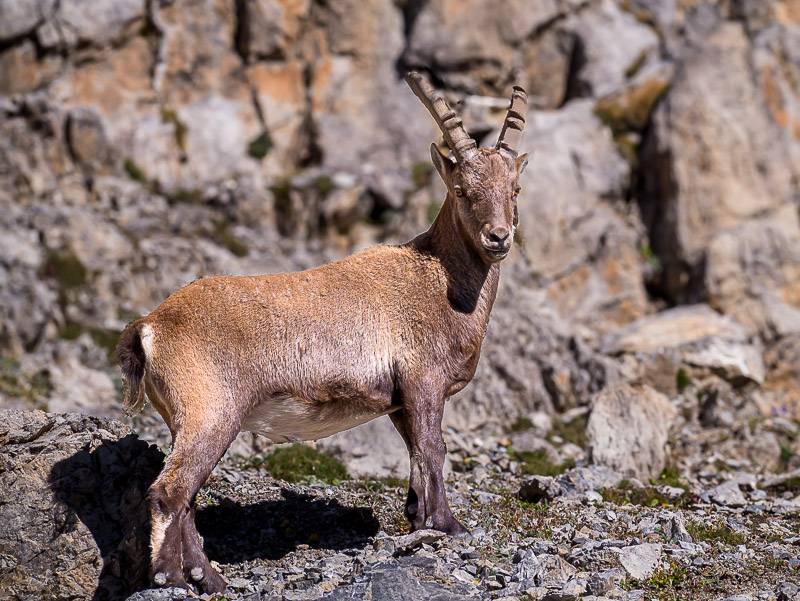 Jeune bouquetin, capra-ibex