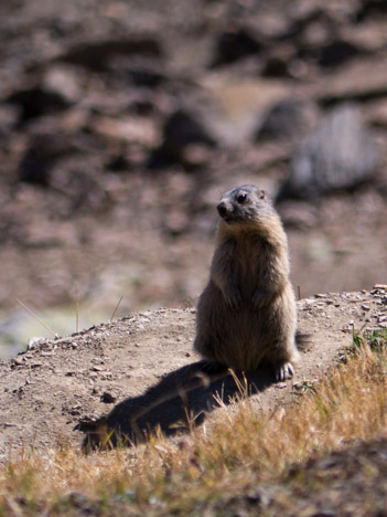 Marmota-marmota, Combe du Goléon