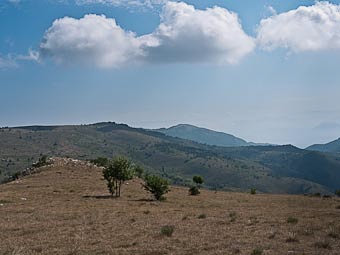 Arbres taillés, Montagne de Mare, Éourres