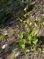 Sabots de Vénus, Cypripedium calceolus