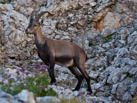 Capra-ibex, bouquetins du Pas de la Selle