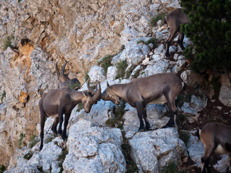 Capra-ibex, bouquetins du Pas de la Selle
