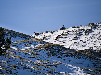 Capra-ibex, bouquetins