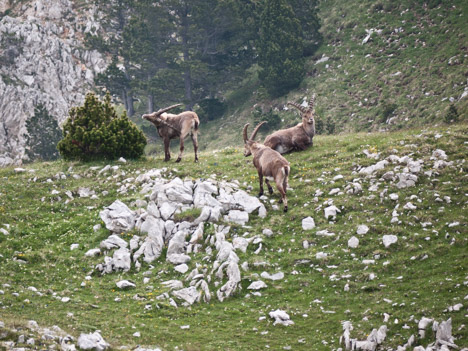 Bouquetins sous les Rohers du Parquet